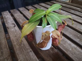 (Category: ) located in . Submitted by plantque (Listing ID 1246260040, Image 1). Description: .