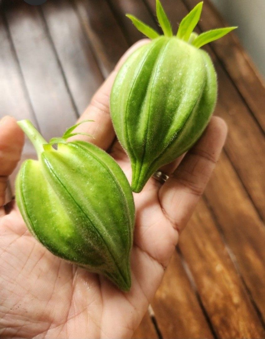 Seeds Motherland Okra/ lady fingers, Furniture & Home Living