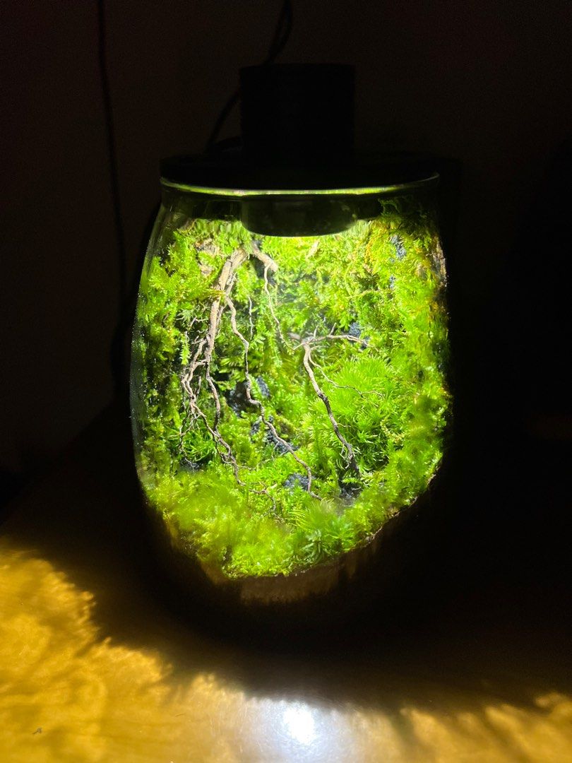 Terrarium Plant, Furniture & Home Living, Gardening, Plants & Seeds on ...