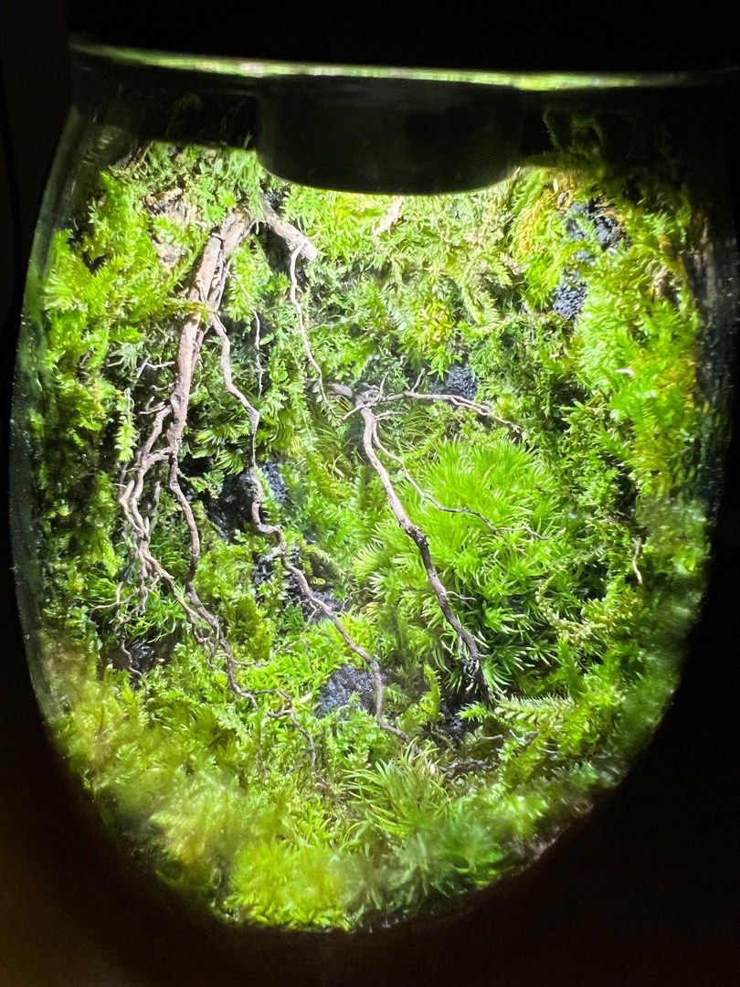 Terrarium Plant, Furniture & Home Living, Gardening, Plants & Seeds on ...