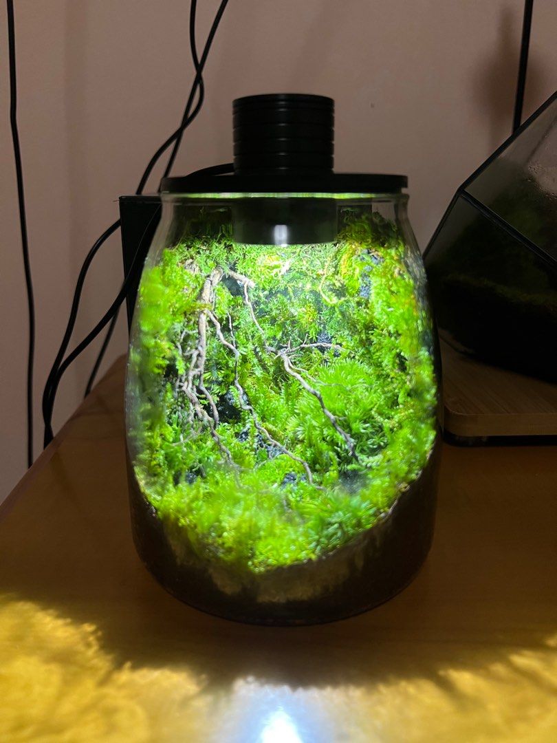 Terrarium Plant, Furniture & Home Living, Gardening, Plants & Seeds on ...