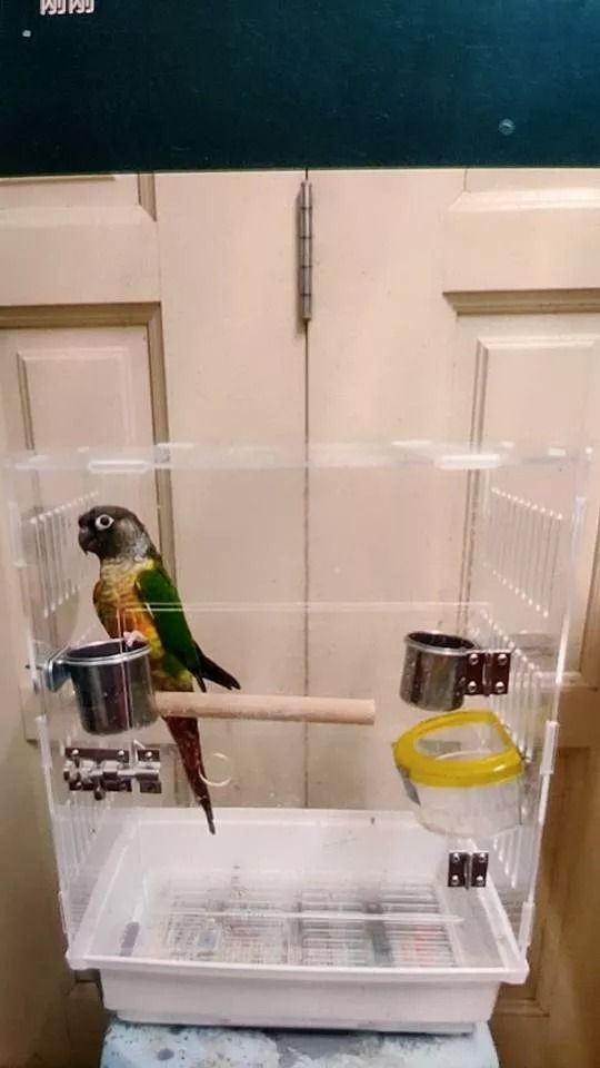 Petco sugar online glider cage