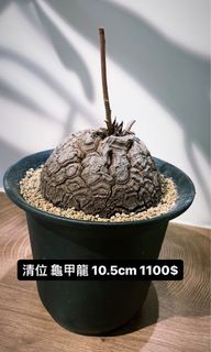 （分類：）位於 。 由 1otea 提交（商品編號 1241042749，圖片 1）。簡介： 。