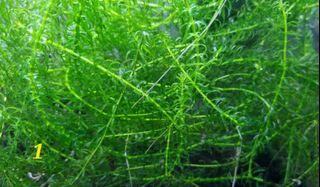 Easy growing Aquatic plant - Hydrilla, Hornwort, Java moss, Duckweed