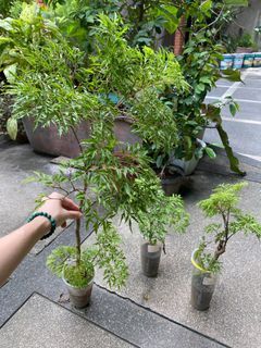 Bonsai Ming aralia polyscias fruticosa rooted mature cutting in cup