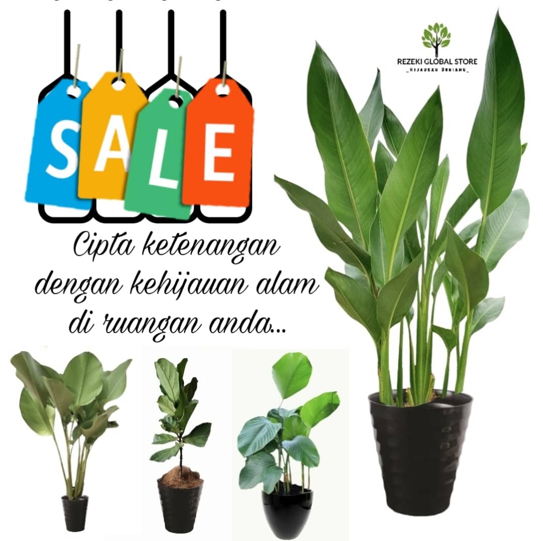 POKOK HIDUP HIASAN INDOOR OUTDOOR VIRAL!!!, Furniture & Home Living