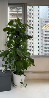 （分類：）位於 。 由 bcnwa 提交（商品編號 1241067184，圖片 1）。簡介： 。