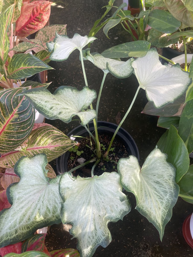 White Angel Caladium ( XXL size), Furniture & Home Living, Gardening ...