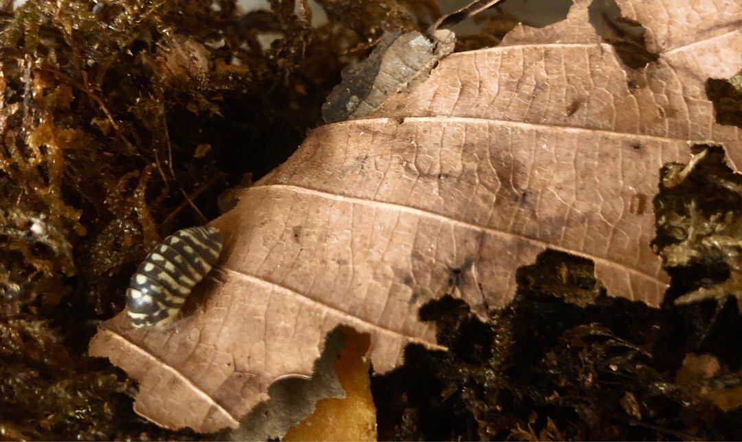 🍂橡葉 橡葉乾 鼠婦食物 佈景 造景 乾葉 isopod 包平郵 （分類：寵物家品及其他）位於 Hong Kong。 由 greenbb_reptile 提交（商品編號 1232418742，圖片 3）。簡介： 整塊乾橡樹樹葉 可以用黎造景， 裝飾， 鼠婦都好鐘意食，食到得番葉脈係到。 $25/35片 $50/80片 包平郵 在店買滿$50以上可西鐵線交收（屯門～錦上路） 🍂🍄留意最新動向，可follow instagram ig : greenbb.reptile #爬蟲缸 #生態缸 #水陸缸 #佈景 #背景 #蘭花種植 #空氣草 #鼠婦 #裝飾 #模型。