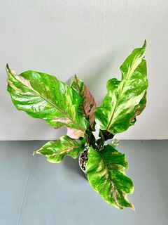 (Category: ) located in . Submitted by foliageandfins (Listing ID 1241245614, Image 1). Description: .