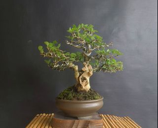 Bonsai 10 inches