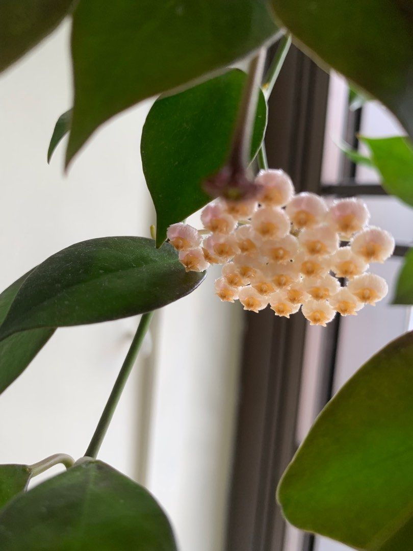 Hoya Obscura Furniture Home Living Gardening Plants Seeds On