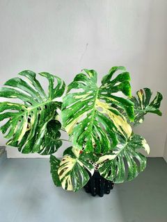 (Category: ) located in . Submitted by foliageandfins (Listing ID 1241246484, Image 1). Description: .