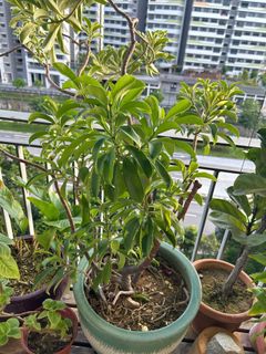 (Category: ) located in . Submitted by limboonkok (Listing ID 1241198281, Image 1). Description: .