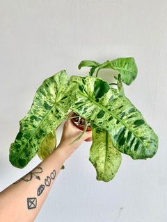 (Category: ) located in . Submitted by foliageandfins (Listing ID 1241253468, Image 1). Description: .
