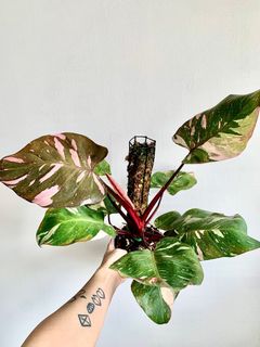 (Category: ) located in . Submitted by foliageandfins (Listing ID 1241251037, Image 1). Description: .