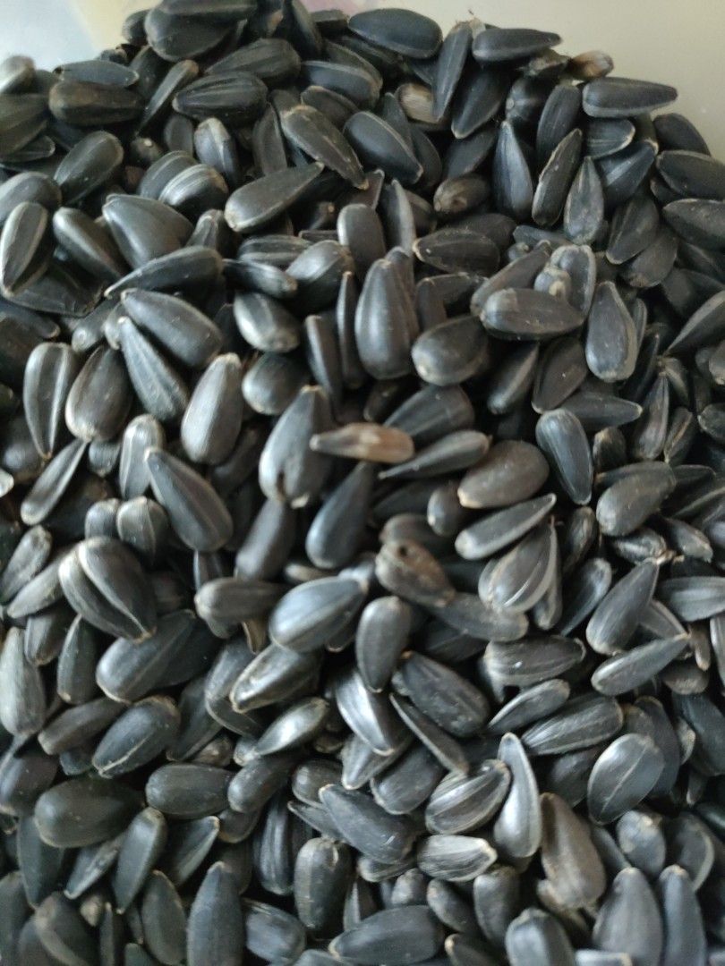 Chinchilla best sale sunflower seeds