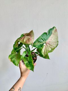 (Category: ) located in . Submitted by foliageandfins (Listing ID 1241252162, Image 1). Description: .