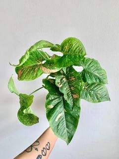 (Category: ) located in . Submitted by foliageandfins (Listing ID 1241254032, Image 1). Description: .