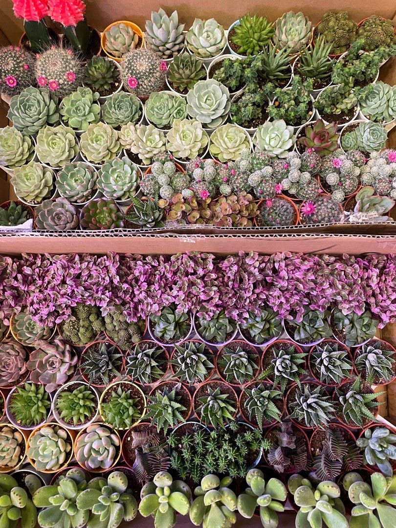 Terrarium Plants ~ Assorted Mini Cute Succulents/ Cactus & Indoor ...