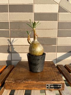（分類：）位於 。 由 popinafro 提交（商品編號 1241441228，圖片 1）。簡介： 。