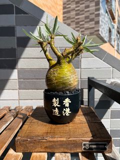 （分類：）位於 。 由 popinafro 提交（商品編號 1241441660，圖片 1）。簡介： 。
