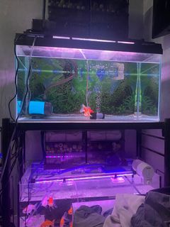 (Category: ) located in . Submitted by lyyyyo (Listing ID 1241408683, Image 1). Description: .