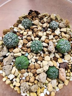 Astrophytum asterias kabuto, five ribs - succulent cacti cactus seedlings