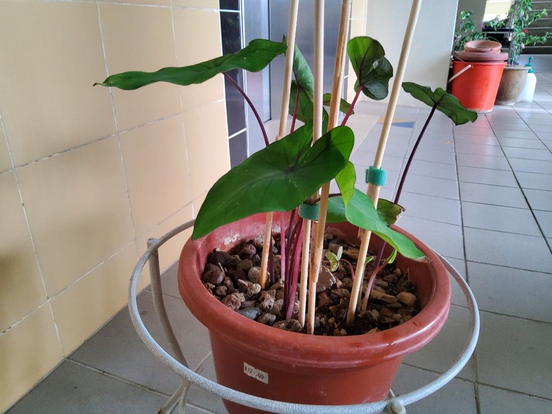 Colocasia , Taro or Elephant s ears, Furniture & Home Living, Gardening