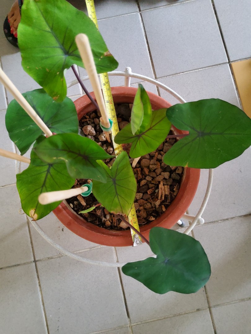 Colocasia , Taro or Elephant s ears, Furniture & Home Living, Gardening