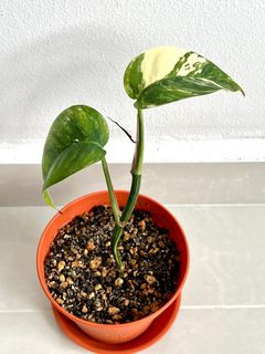 (Category: ) located in . Submitted by PlantsJoy (Listing ID 1241555751, Image 1). Description: .