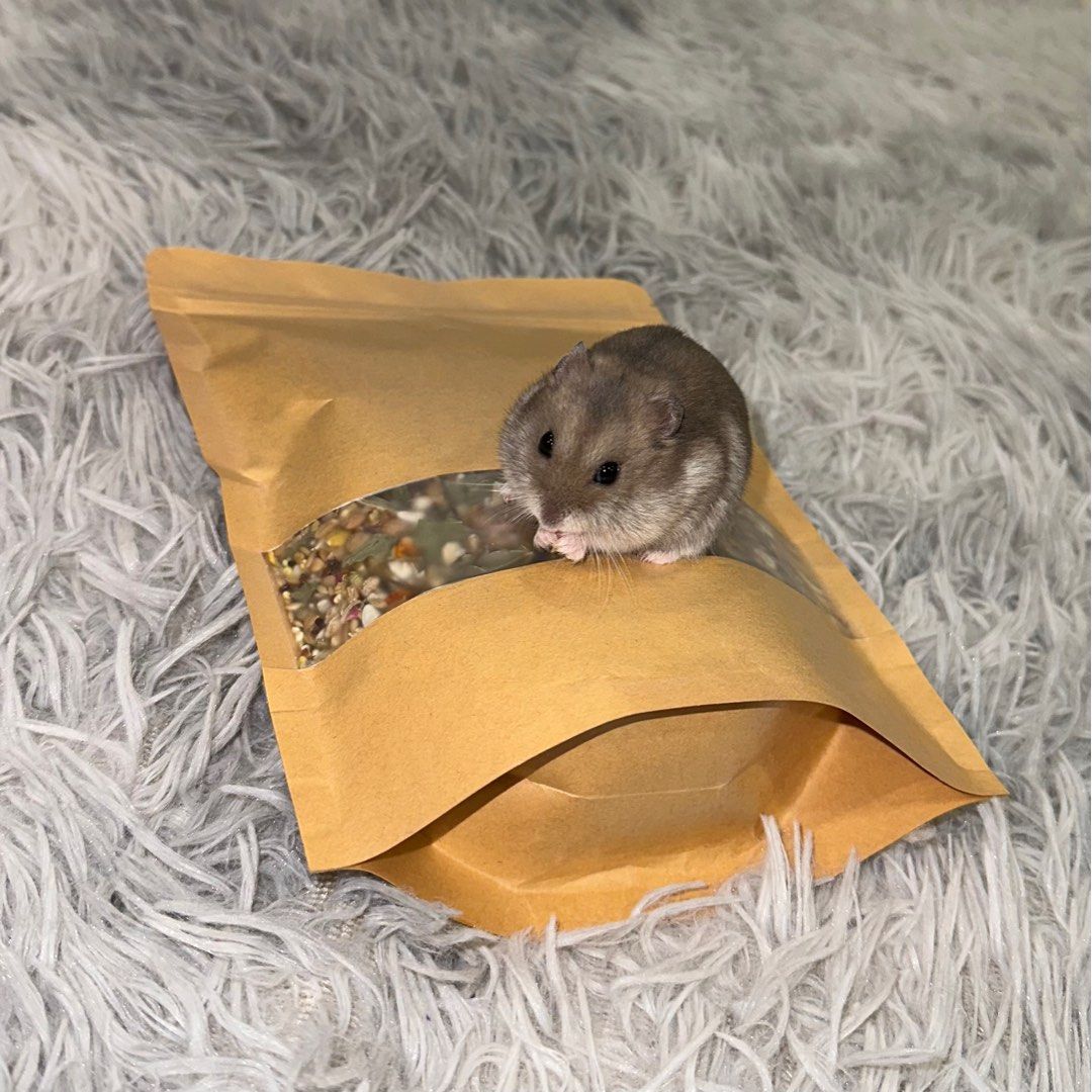 Hamster seed hot sale mix