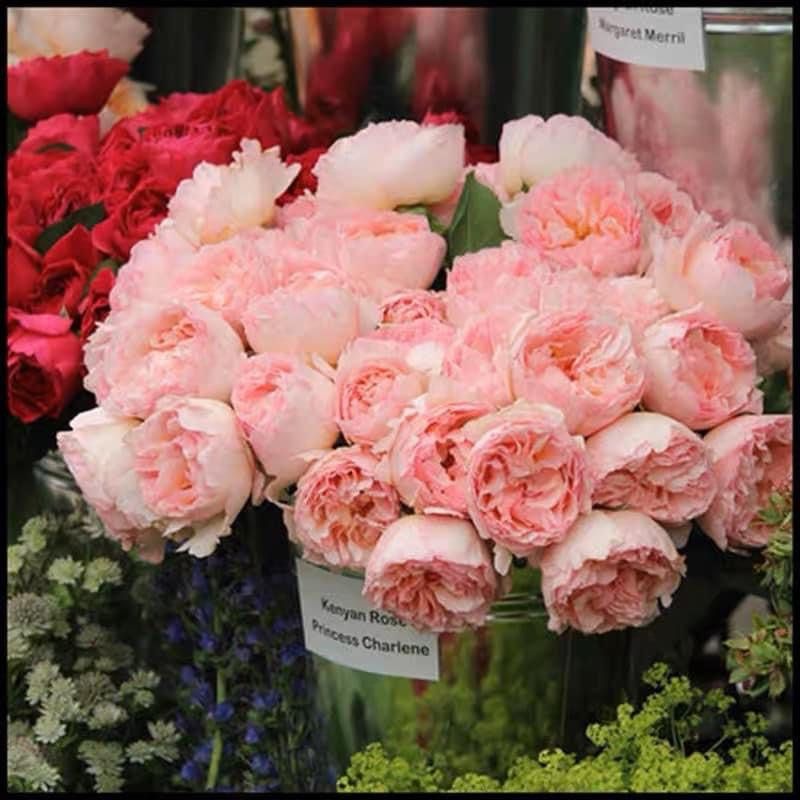 New Roses Plants order!, Furniture & Home Living, Gardening, Plants