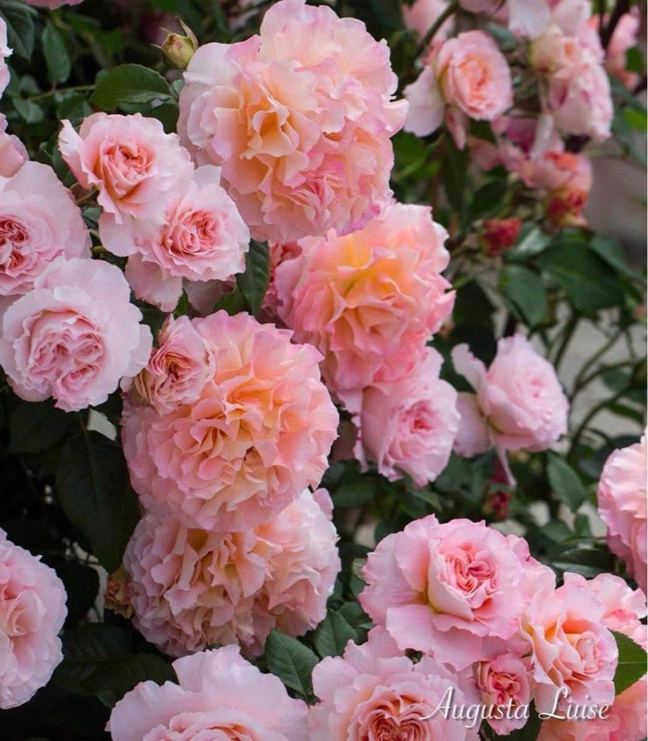 New Roses Plants order!, Furniture & Home Living, Gardening, Plants