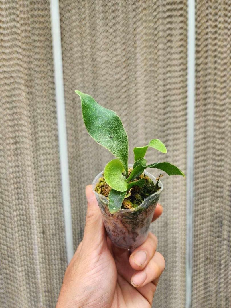 Platycerium Ginka TC (PRE-ORDER)