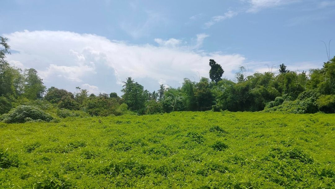 River front lot for sale 40,000 sqm Getafe Bohol Philippines 100/sqm