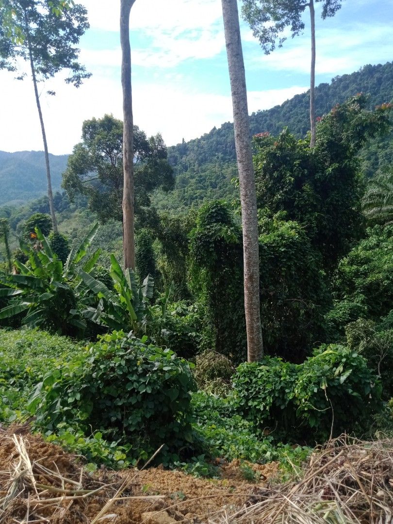 Tree burial in Rainforest, Everything Else on Carousell