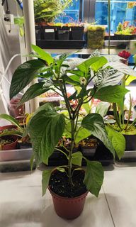 (Category: ) located in . Submitted by HungryGarden (Listing ID 1238625931, Image 1). Description: .