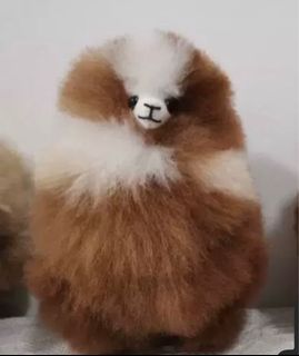 （分類：）位於 。 由 ppppppppo 提交（商品編號 1241575313，圖片 1）。簡介： 。