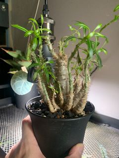 （分類：）位於 。 由 nik00 提交（商品編號 1241672219，圖片 1）。簡介： 。