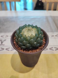 （分類：）位於 。 由 little_chick 提交（商品編號 1241704345，圖片 1）。簡介： 。