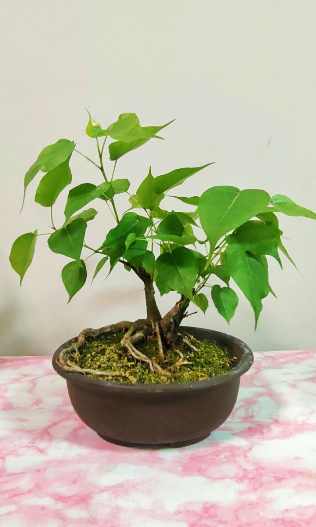 Bodhi Bonsai (Ficus Religiosa Bonsai)菩提盆栽, Furniture & Home Living,  Gardening, Plants & Seeds On Carousell