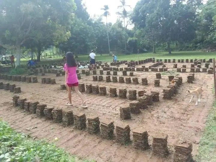 Carabao grass/ Frog grass /Bermuda grass atbp For sale, Furniture ...