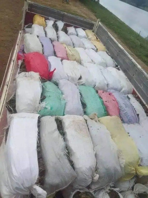 Carabao grass/ Frog grass /Bermuda grass atbp For sale, Furniture ...