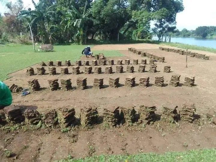 Carabao grass/ Frog grass /Bermuda grass atbp For sale, Furniture ...