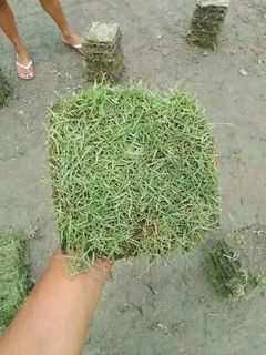 Carabao grass/ Frog grass /Bermuda grass atbp For sale