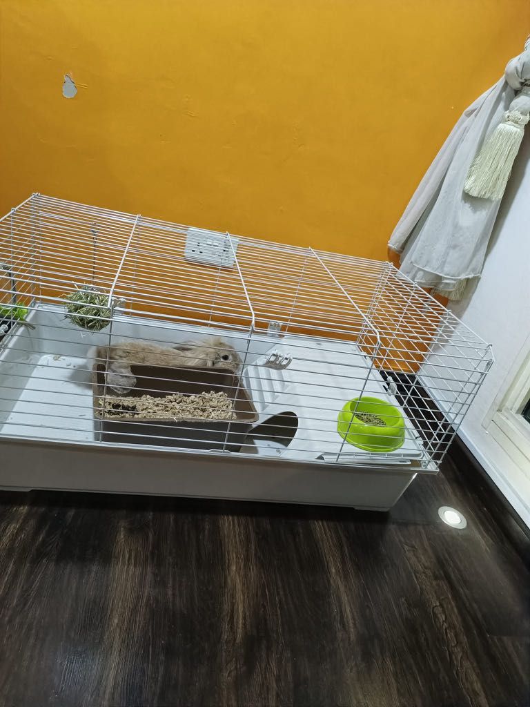 Ferplast Rabbit cage, Pet Supplies, Homes & Other Pet Accessories on