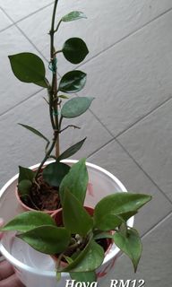 (Category: ) located in . Submitted by joycehuang88 (Listing ID 1241639972, Image 1). Description: .