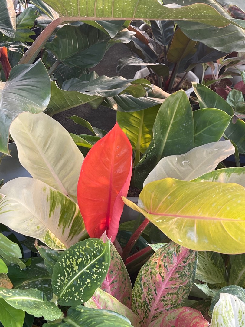 Philodendron Tri Color Prince of Orange - Giant size, Furniture & Home ...