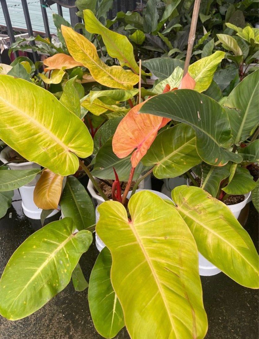 Philodendron Tri Color Prince of Orange - Giant size, Furniture & Home ...